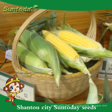 Suntoday internacional legumes nomes vegetais F1 mazie doce semente plantador de milho semeadora plantador para venda (61001)